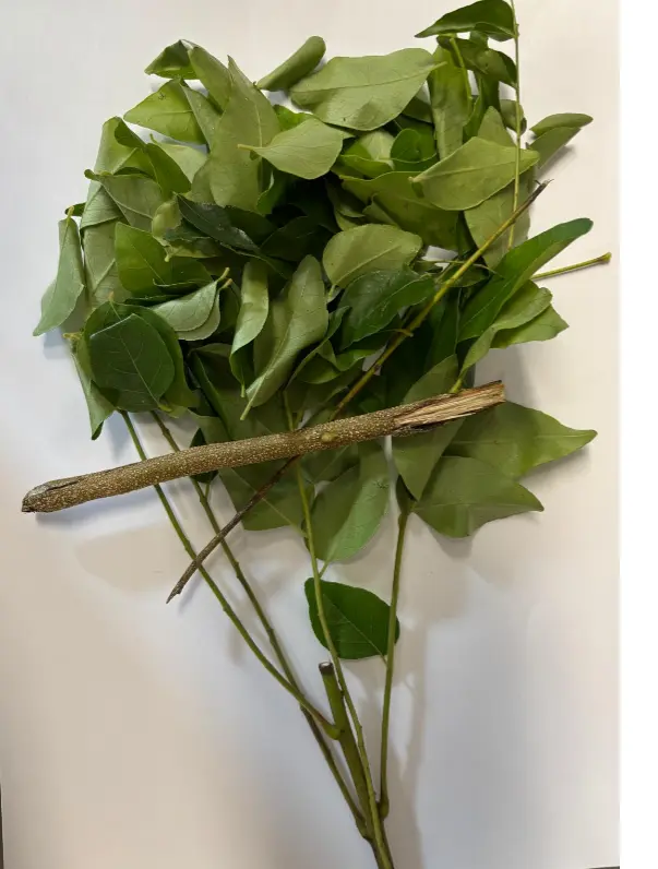 Fresh - Curry Leaves 20g